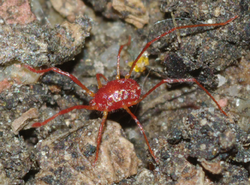 Acaro 1: Erythraeidae